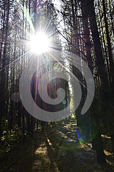 Transparent pine forest illuminated by the sun on the high rocky bank of the Ural river Iren. Sunny autumn in the foothills of the