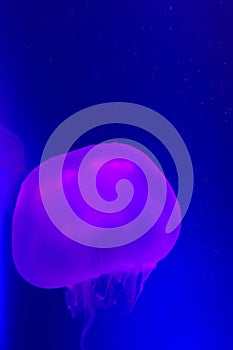 Transparent pink Jellyfish on a purple-blue background - wallpaper portrait