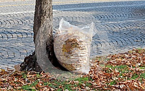 Transparent plastic bag full of autumn leaves, propped on a tree