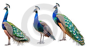 Three peacocks standing against a white background