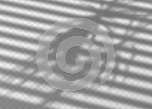 Transparent shadow of window jalousie, palm and soft light on transparent background. Shadow overlay background