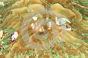 Transparent shrimp - Periclimenes magnificus photo