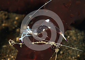 Transparent shrimp - Periclimenes magnificus photo
