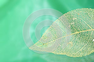 Transparent skeleton leaf