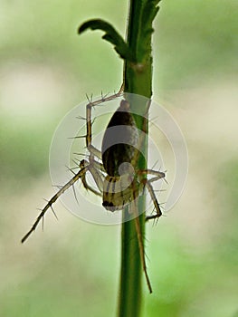 A transparent spider perched to a grass blade