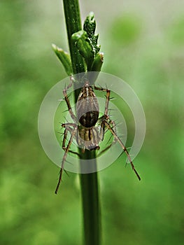 A transparent spider perched to a grass blade