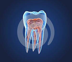 Transparent teeth. 3d renderings of endodontics inner structure