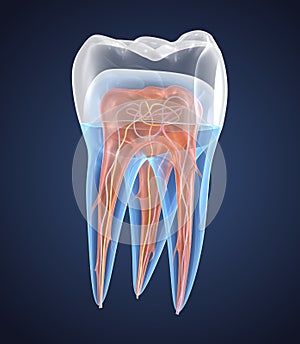 Transparent teeth with crown. 3d renderings of endodontics inner structure photo