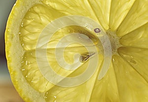 Transparent texture of lemon slice with seeds close up background