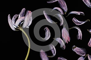 Transparent tulip. Studio shot of dry flowers with petals isolated on black background. The plant is photographed with a back ligh