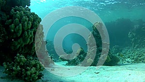 Transparent and warm water. Ð¡lear water of the red sea.