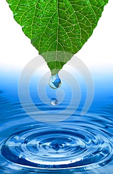 transparent water drop splash realistic green leaf and blue water colored on white