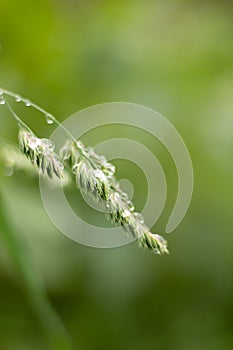 Transparent water drop on top of a green leaf