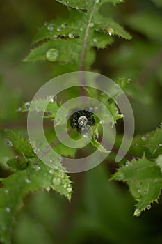 Transparent water drop on top of a green leaf