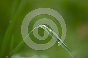 Transparent water drop on top of a green leaf