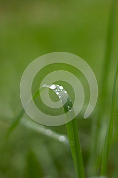 Transparent water drop on top of a green leaf