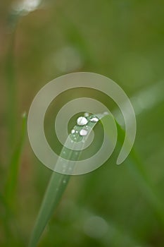Transparent water drop on top of a green leaf