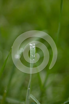 Transparent water drop on top of a green leaf