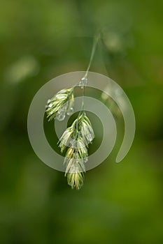 Transparent water drop on top of a green leaf