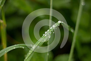 Transparent water drop on top of a green leaf