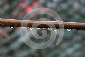 Transparent water droplets on a branch