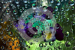Transparent water droplets falling down against the gold-green background with purple-blue flowers.