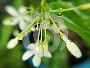 Transparent water drops on Wild water plum flower bouguet and buds, Sacred flowers, macro
