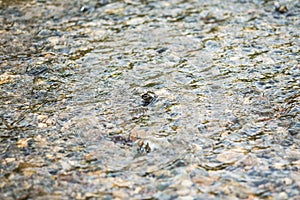 Transparent water flow and a pebbly riverbed of a rapid rivulet.