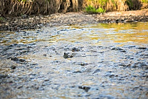 Transparent water flow and a pebbly riverbed of a rapid rivulet.