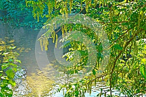 Transparent water of a shallow river framed by vegetation