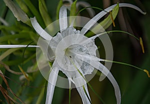 Transparent white flower of fine and long petals