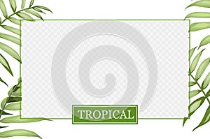 Transparent window with border green palm leaves. Cover design, transparent product package window. Regenerate cream photo