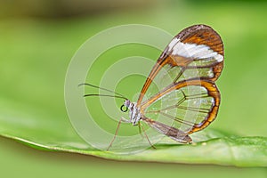 Transparent wing butterfly - Greta oto