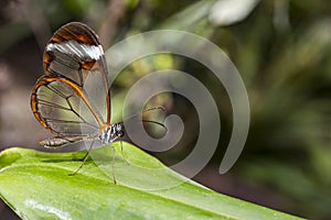 Transparent wing butterfly - Greta oto