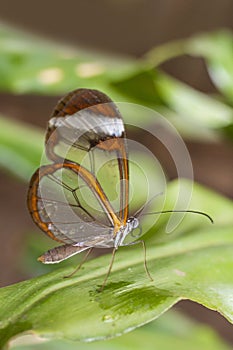 Transparent wing butterfly - Greta oto