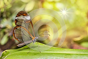 Transparent wing butterfly - Greta oto