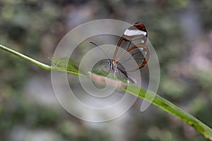 Transparent winged butterfly on a leaf in a forest