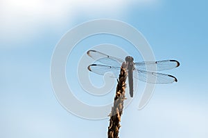 Transparent wings of a dragonfly against the blue sky in Missouri