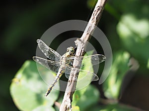 Transparent wings mythological insect, lerida, spain, europe