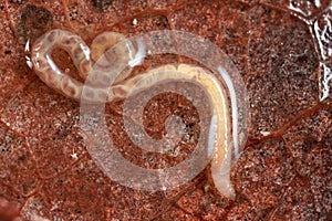 Transparent worm on leaf