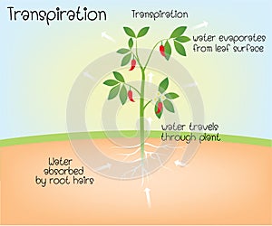 Transpiration in plant