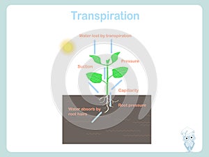 Transpiration of plant. Colorful illustration on white stock vector