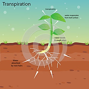 Transpiration of a plant