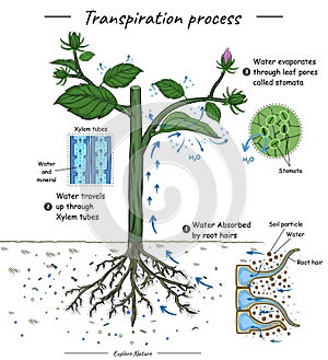 Transpiration process or plant cohesion