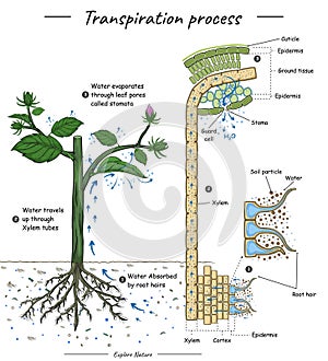 Transpiration process or plant cohesion with anatomy