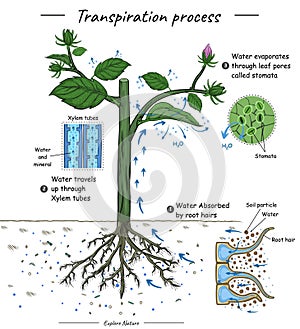 Transpiration process or plant cohesion photo