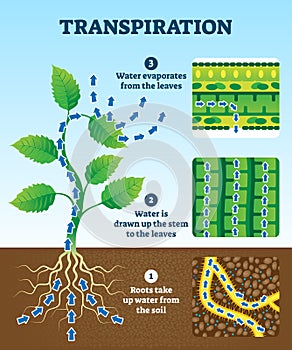 Transpiration vector illustration. Labeled educational plant water circulation photo