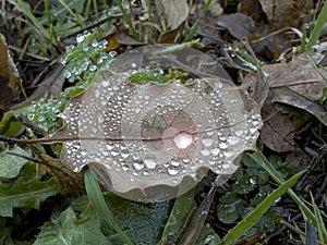 transpiration and water droplets on the leaves with the change of the hot-cold balance in the air
