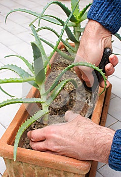 Transplant of aloe arborescens photo