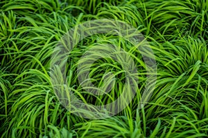 Transplant rice seedlings in rice field,